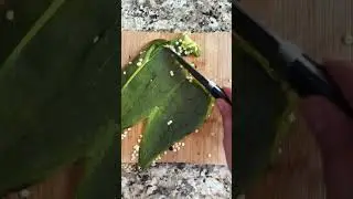 Vegan Espagueti Verde