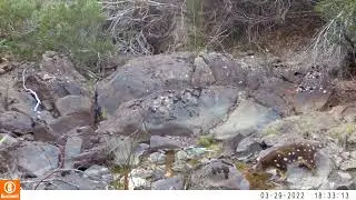 Spotted Tailed Quolls and Devils