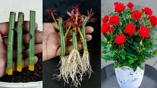 Как вырастить розовые деревья из черенка алоэ вера и порошка куркумы