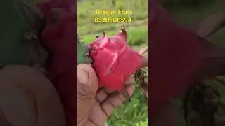 Dregun Fruts #agric #indianfarmer #agricultur #automobile #agricos #indianoccupation #agri #fruit