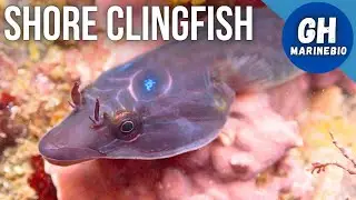 Species Spotlight - Shore clingfish (Lepadogaster purpurea)