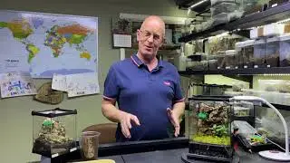 Phormingochilus sp rufus  Rehouse and care