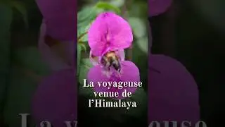 Balsamine de l'Himalaya (Impatiens glandulifera) : la belle voyageuse