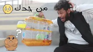 كيف اتى الهامستر ؟ 🤷🏽‍♂️