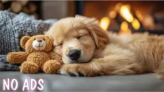 1 час музыки для собак 🐶 Музыка от страха разлуки 🎵 Помогает улучшить сон собаки 💖