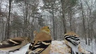 American Goldfinch, Eastern Bluebirds and More