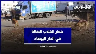 انتشار الكلاب الضالة في منطقة الهراويين.. مواطنون يدقون ناقوس الخطر وينادون بتحرك عاجل للسلطات