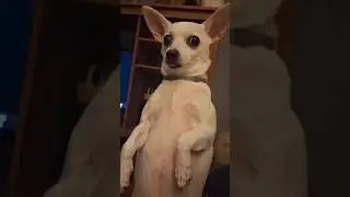 adorable dog faces of dayday. enjoy #dog #chihuahua #adorabledog #cutedog