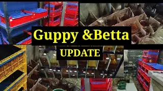 Barracks Update BETTA & GUPPY NI PARE JOMEL