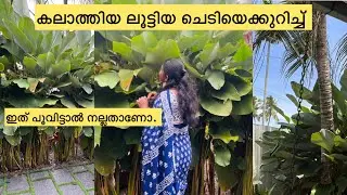 കലാത്തിയ ചെടിയെ കുറിച്ച് 