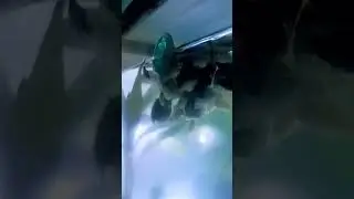 Ikan Pada Kumpul #mollyfish #aquarium #hobby #morning #good #time #happy #day #success #viralvideo
