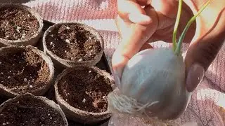 Growing store brought garlic