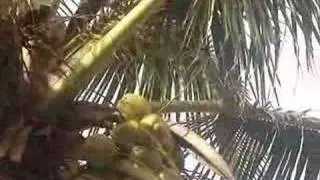 Cassange, Pen&iacute;nsula de Mara&uacute;
