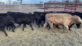 RG & HJ Johnston Angus & Angus  cross heifers 289kg, 2/8/24