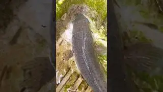 If a fish gets injured, do this | Treating injured monster fish | #fish #malayalam #viral