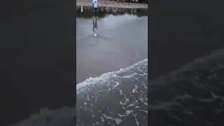 Cakal temlilingan / cakal Tamblang at Legian beach and Padma Beach Bali Indonesia