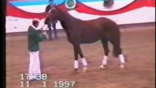 Donquestador Stallion Licensing