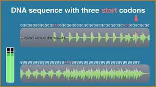 An auditory display tool for DNA sequence analysis 02