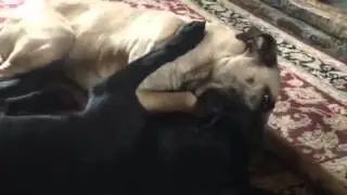 Bull mastiff bitch and Labrador dog, using play to hone social skills.