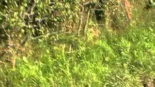 Carmarthenshire Hunt threaten sabs,and make a lame hound run for at least two hours