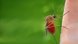 A Quantitative Method for Estimating Spatio-temporal Mosquito