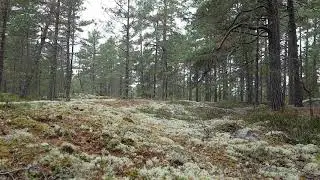 Green Screen Background a swedish forest filmed in day time/ Free use
