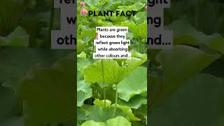 Interesting Plant Fact 🤯🤯🤯 #shorts