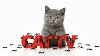 Cat TV for Cats to Watch 😻 Ultimate Ant Compilation | Relax for Cats