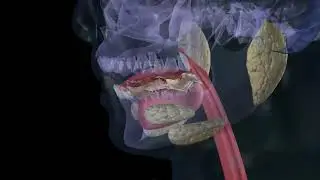 Chewing pizza Mastication digestion 3d animation