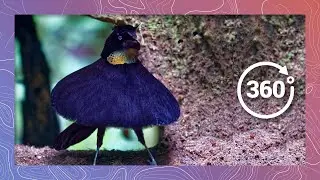 Bird of Paradise Mating Dance | Wildlife in 360 VR