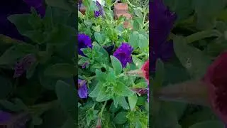 Rough Price:Annual-Petunia $6, Perennial-Salvia, Tickseed Starlight $10 @Joblot |Roses @Rusell's $37