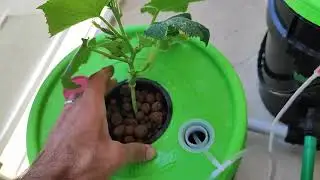 EN VERİMLİ BALKON TARIMI TOPRAKSIZ TARIM. HİDROPONİK, DUTC BUCKET, RDWC SİSTEMLER İLE BALKON TARIMI