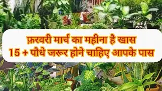 🟢 फरवरी मार्च में इन पौधों को अपने गार्डन में जरूर शामिल करें /  छोटे पॉट में लगने वाले पौधे 🌿