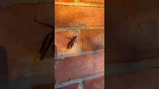 Critter friend or foe in the garden: brown grasshopper