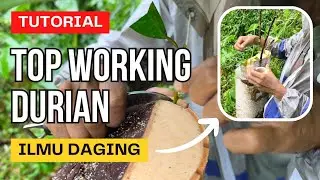 TOP WORKING DURIAN MUSIM HUJAN ⁉️😱Bagaimana Tips dan Triknya Agar Sukses ✅