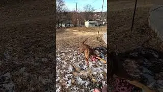 EVEREST PLAYS BALL, RV DOG TRIES TO KEEP UP. #rvdogs, #dogshorts , #shorts, #fulltimerv, #catahoula