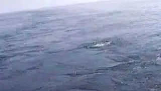Sailfish on the Fly