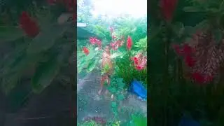 Ванильные стручки прекрасно растут в Йонки &ndash; высокогорье Папуа-Новой Гвинеи.