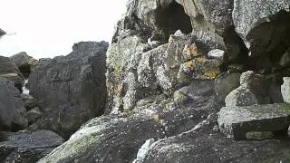 Shetland Otter HD