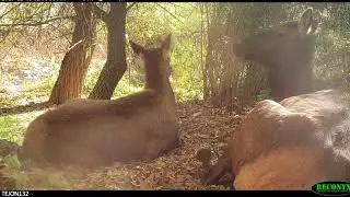 Rocky Mountain Elk on Tejon Ranch