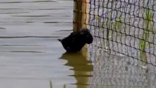 Moorhen Swimming (UK Water Birds)