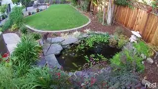 Troublesome cat falls in pond after trying to catch pigeon
