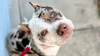 Fearful Shepherd Mix & American Bully Puppy Start Public Access Training