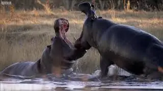 Two Fat Guys on the Internet - I Want A Hippopotamus for Christmas (Drunken Duet)