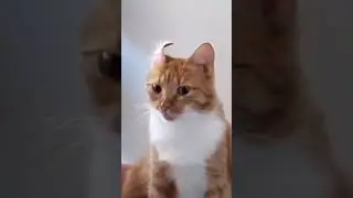 &nbsp;Orange Cat Behaviours #cats #funny #pets #funnypets #shorts #orangecats #polydactyl #cute #cutepets