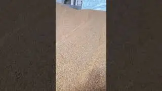 Commercial grain storage House for your corn 🌽 maize#Maize storage