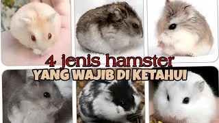 JENIS JENIS HAMSTER YANG POPULER DI INDONESIA BESERTA HARGA NYA 🇮🇩❤🇵🇸