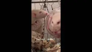 Ratties swinging in a ball 🐁🐁