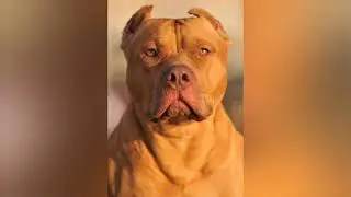 Os Pitbulls mais bonitos do mundo!🐶🐕