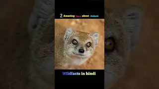 2 amazing facts about animals | facts about animals in hindi #shorts